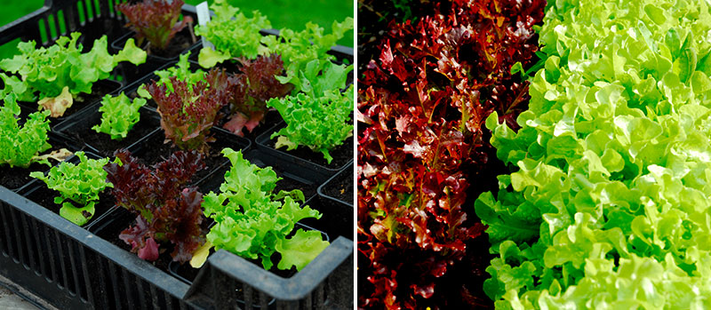 Odla Sallat Sorter Och Odlingsr d F r Sallad Wexthuset Odla Sallat Sorter Och Odlingsr d F r Sallad Wexthuset